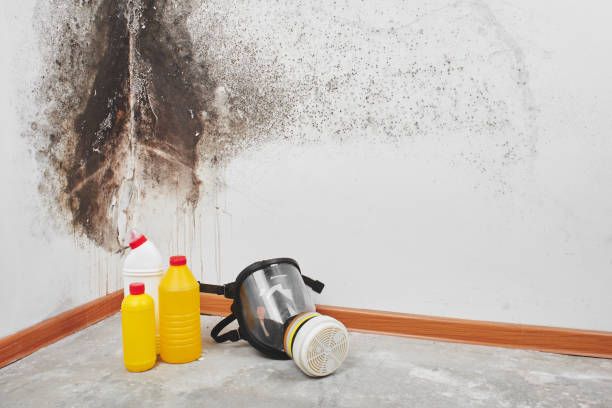 Best Local Mold Removal Service  in Bangor Base, WA
