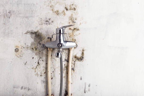 Best Professional Mold Removal  in Bangor Base, WA