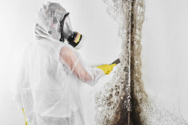 Best Fast Mold Removal  in Bangor Base, WA