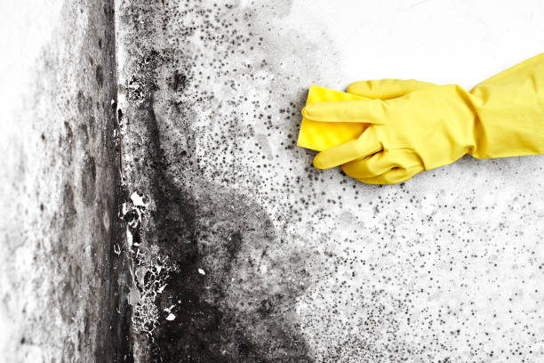 Crawl Space Mold Removal in Bangor Base, WA