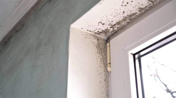 Best Mold Testing  in Bangor Base, WA