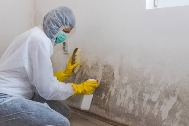 Best Best Mold Removal Companies  in Bangor Base, WA
