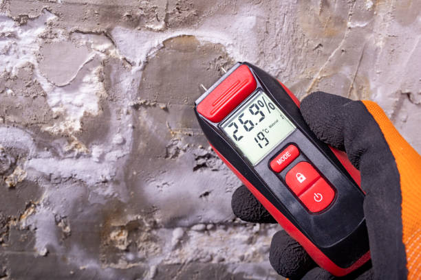 Best Same-Day Mold Removal  in Bangor Base, WA