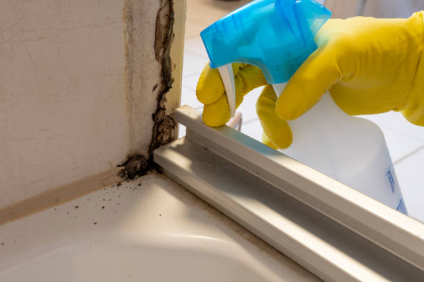 Best Commercial Mold Removal  in Bangor Base, WA