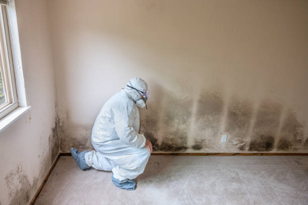 Best Mold Remediation Services  in Bangor Base, WA