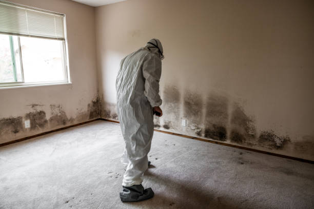 Best Mold Damage Repair  in Bangor Base, WA
