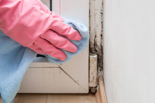 Trusted Bangor Base, WA Mold Removal Experts